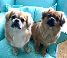 two small dogs sitting next to each other on a couch