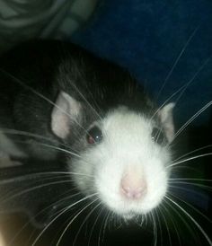 a black and white rat looking at the camera