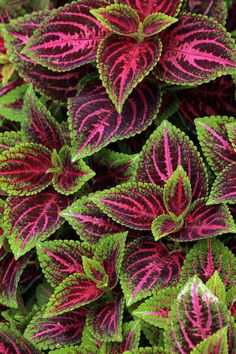 red and green leaves are growing together in the planter, with pink stripes on them