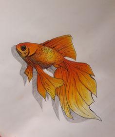 a drawing of a goldfish in color pencil on white paper with watermarking