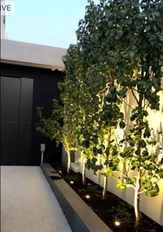 the trees are lined up along the side of the building and have lights on them