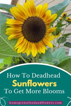 a sunflower with the words how to dead head sunflowers to get more blooms