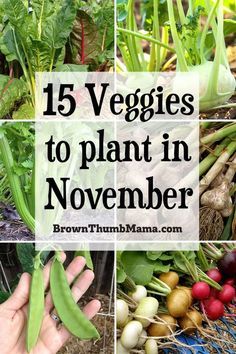 various vegetables are shown with the words 15 veggies to plant in november