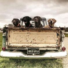 four dogs are sitting in the back of an old truck