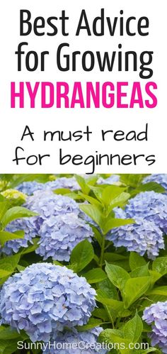 the best advice for growing hydrangeas