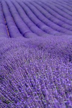 rows of lavender flowers in the field