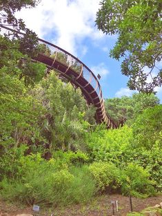 a wooden walkway in the middle of some trees and bushes with a sky line above it