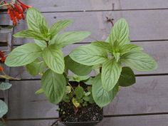 there is a potted plant with green leaves on the outside and red flowers in the inside