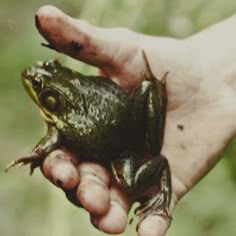 a person holding a frog in their hand