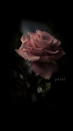 a single pink rose on a black background