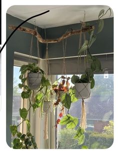 some plants are hanging from a window sill