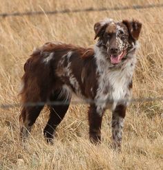 a brown and white dog standing on top of a dry grass field next to a fence