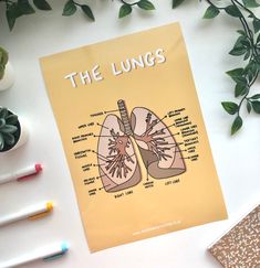 the lungs are labeled on a yellow poster next to markers and pencils with green leaves in the background