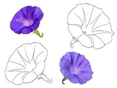 three different types of flowers are shown in this drawing style, one is purple and the other is white