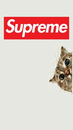 an image of two kittens peeking out from behind a supreme sign