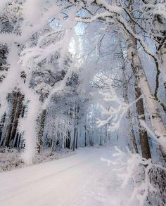 snow covered trees line the road in this winter scene