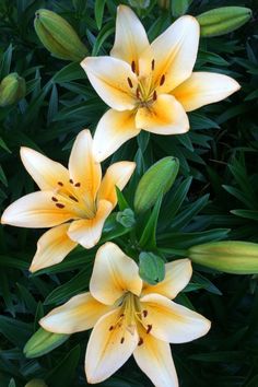 three yellow lilies with green leaves in the foreground and on the far side