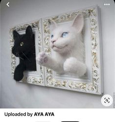 an image of a cat and a black cat hanging on a wall with the caption uploaded by avaya