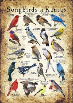 the birds of north carolina are shown in this poster