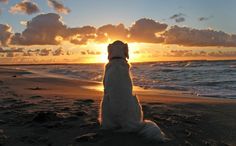 a white dog sitting on top of a sandy beach next to the ocean at sunset