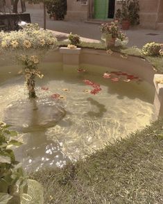 a pond filled with lots of water and flowers