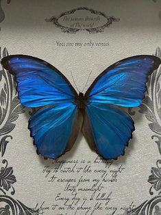 a blue butterfly sitting on top of a piece of paper