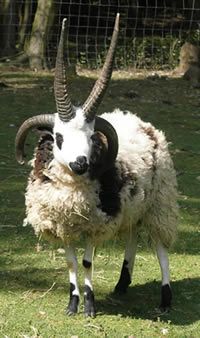 a ram with long horns standing in the grass near a fenced area and looking at the camera