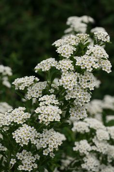 white flowers with green leaves in the background