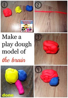 instructions to make a play dough model of the brain