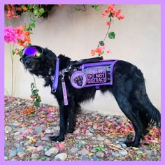 a black dog wearing a purple vest and goggles standing in front of a wall