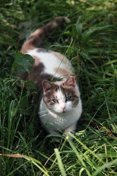 a cat is walking through the grass with its eyes closed and it's head looking up