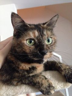 a cat sitting on top of a scratching post with it's paw in the air