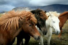 three horses are standing in a field with mountains in the backgrounds