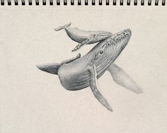 a pencil drawing of two humpback whales