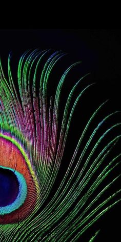 an image of a colorful peacock feather