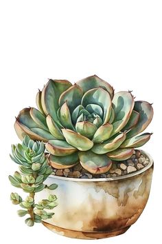 a watercolor painting of a succulent in a pot