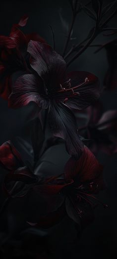 red flowers are in the dark on a black background