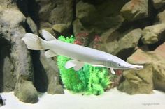 a white fish swimming in an aquarium with rocks and algaes behind it's surface