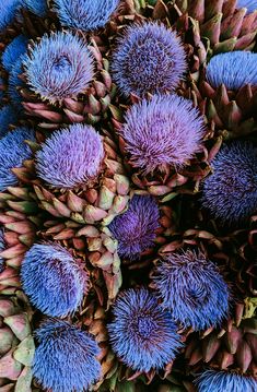 purple flowers with green leaves in the middle