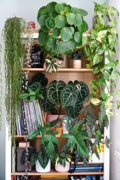 a book shelf filled with lots of green plants