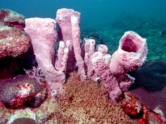 an underwater view of corals and sponge on the ocean floor