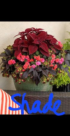 a potted plant sitting on top of a table with the word shade over it