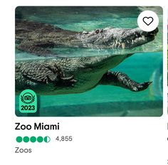 an image of the zoo miami logo and images of alligators swimming in the water