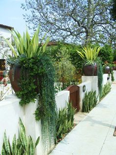 some plants are growing on the side of a white wall near a tree and fence