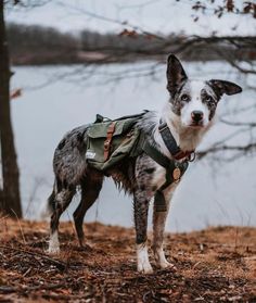 a dog standing on top of a dry grass covered field next to a body of water