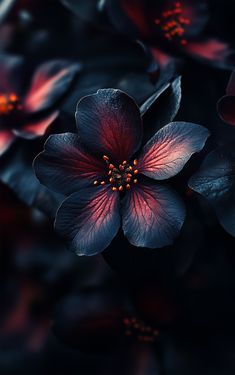 some very pretty flowers that are in the dark night time photo contest, with red and blue petals