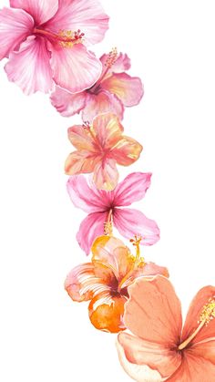 three pink and orange flowers on a white background