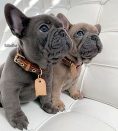 two small dogs sitting on top of a white leather couch with tags attached to their collars