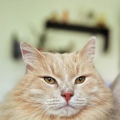 an orange cat sitting on top of a bed next to a wall with a mirror behind it