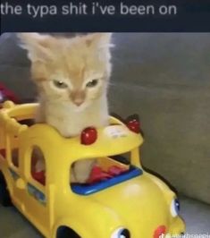 a cat sitting on top of a toy car